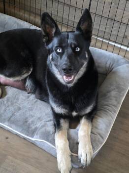 German Shepherd Dog Dogs Available for Adoption in Olympia, Washington - Elli | PetCurious