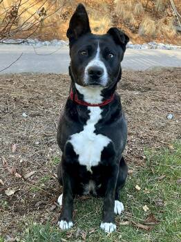 Black Labrador Retriever and Shepherd Dogs Available for Adoption in Cashiers, North Carolina - Holly | PetCurious