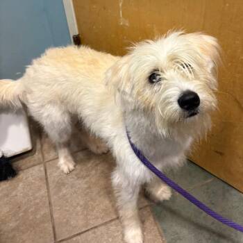 Krypto -  Mixed Breed Dog for Adoption in Chattanooga, Tennessee - Krypto | PetCurious