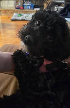 Shih Tzu and Poodle Dogs Available for Adoption in Sioux Falls, South Dakota - Socks | PetCurious