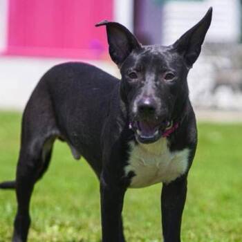 Jack -  Shepherd Dog for Adoption in Branford, Connecticut - Jack | PetCurious