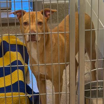 Mixed Breed and Pit Bull Terrier Dogs Available for Adoption - Bagel | PetCurious