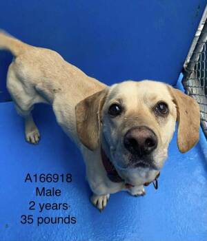 Beagle and Mixed Breed Dogs Available for Adoption - Honky Tonk | PetCurious