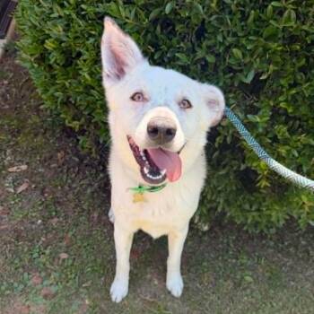 Australian Shepherd and Mixed Breed Dogs Available for Adoption in Eastford, Connecticut - CT Rocco | PetCurious