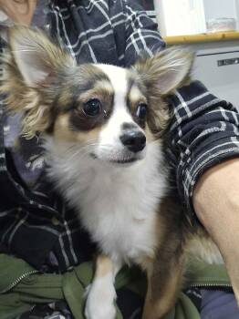 Cane -  Chihuahua Dog for Adoption in Seattle, Washington - Cane | PetCurious