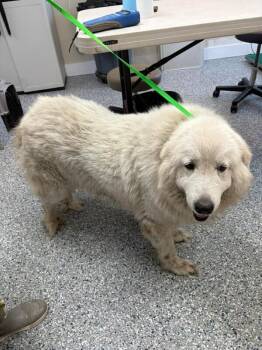 wyntra -  Great Pyrenees Dog for Adoption in Burgaw, North Carolina - Wyntra | PetCurious
