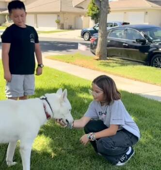Enzo -  Husky and German Shepherd Dog Dog for Adoption in Torrance, California - Enzo | PetCurious