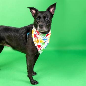WIN -  Labrador Retriever and Mixed Breed Dog for Adoption in St. Louis, Missouri - WIN | PetCurious