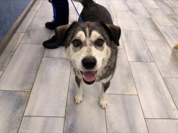MYA -  Mixed Breed Dog for Adoption in Charlotte, North Carolina - MYA | PetCurious