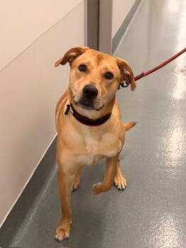 TOMMY DOG -  Labrador Retriever Dog Available for Adoption in Baytown, Texas - TOMMY DOG | PetCurious