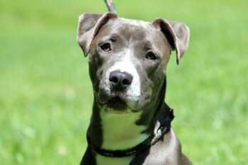 LUNA -  Mixed Breed Dog for Adoption in Brazil, Indiana - LUNA | PetCurious
