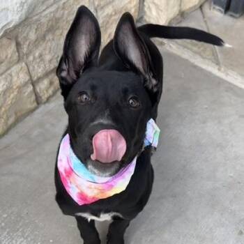 Dory -  German Shepherd Dog and Black Labrador Retriever Dog for Adoption in The Colony, Texas - Dory | PetCurious