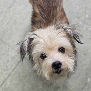Radar -  Yorkshire Terrier Dog for Adoption in Bethel, Connecticut - Radar | PetCurious