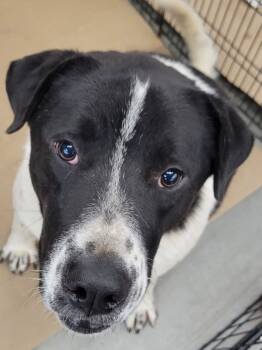 Rescue Anatolian Shepherd and Great Pyrenees Dogs for Adoption in Douglasville, Georgia - Eli | PetCurious