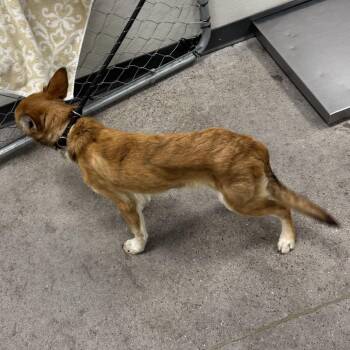 111860 -  Mixed Breed Dog for Adoption in Las Cruces, New Mexico - 111860 | PetCurious