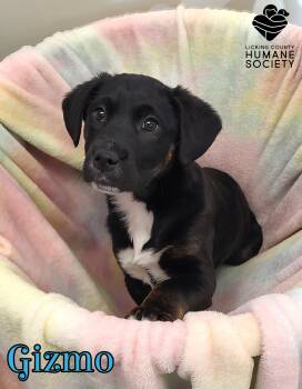 Border Collie Dogs Available for Adoption - Gizmo | PetCurious