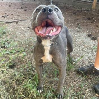 Jasper -  Bull Terrier Dog for Adoption in Bristol, Vermont - Jasper | PetCurious