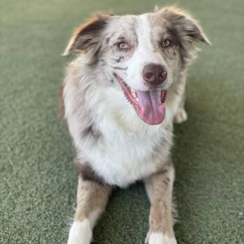 Toasty -  Australian Shepherd and Mixed Breed Dog for Adoption in Riverside, California - Toasty | PetCurious