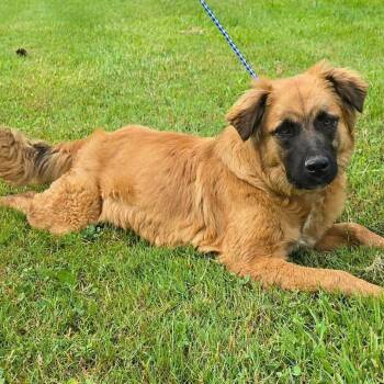 Leonberger and Mixed Breed Dogs Available for Adoption - Nashua *FOSTER / FOSTER TO ADOPT NEEDED* | PetCurious