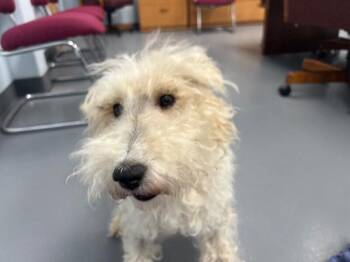 Georgina -  Terrier and Poodle Dog for Adoption in Roanoke, Virginia - Georgina | PetCurious