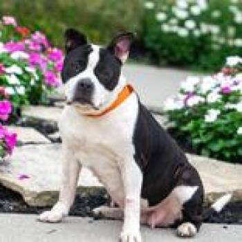 Shadow -  American Bulldog and Pit Bull Terrier Dog for Adoption in Hilliard, Ohio - Shadow | PetCurious