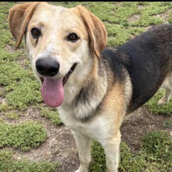 Diesel -  Shepherd and Labrador Retriever Dog for Adoption in Valdosta, Georgia - Diesel | PetCurious