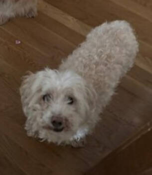 Rescue Yorkshire Terrier and Mixed Breed Dogs for Adoption in Warren, Michigan - Toby | PetCurious