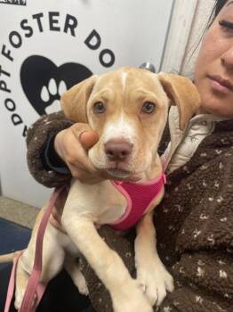 Yellow Labrador Retriever Dogs Available for Adoption in Pomona, New York - Masha | PetCurious