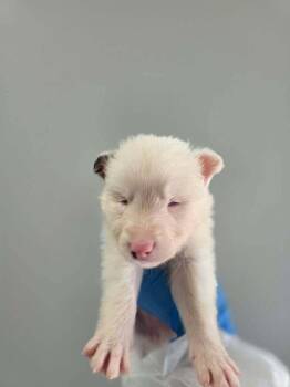 Angel (SC) -  Australian Shepherd Dog for Adoption in New York, New York - Angel (SC) | PetCurious