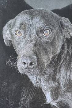 Rescue Labrador Retriever Dogs for Adoption in Fort Madison, Iowa - Esme | PetCurious