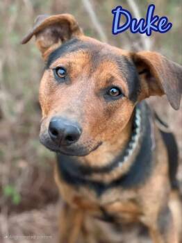Rescue Beauceron Dogs for Adoption in Grove, Oklahoma - Duke | PetCurious