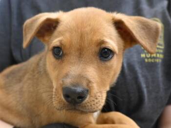 String Chee -  Pit Bull Terrier and Shepherd Dog for Adoption in Portland, Oregon - String Chee | PetCurious