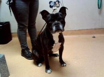 GORDON -  Boxer and Mixed Breed Dog for Adoption in Martinez, California - GORDON | PetCurious
