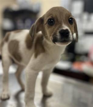Beagle and Labrador Retriever Dogs Available for Adoption - HERCULES | PetCurious