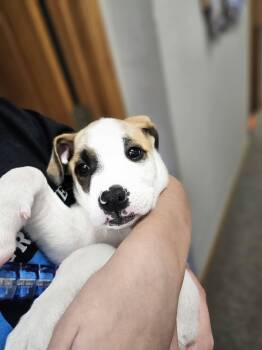 Rescue Boxer and Great Pyrenees Dogs for Adoption in Muskego, Wisconsin - Cookie The Boxer/ Pyrenees Pup! | PetCurious