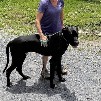 Onyx (Male) -  Great Dane Dog for Adoption in West Grove, Pennsylvania - Onyx (Male) | PetCurious