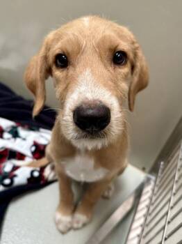 Cream Soda -  Mixed Breed Dog for Adoption in Wichita, Kansas - Cream Soda | PetCurious