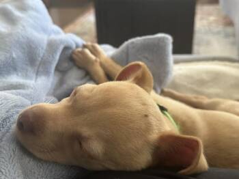 Sweet Potato -  Chihuahua Dog for Adoption - Sweet Potato | PetCurious