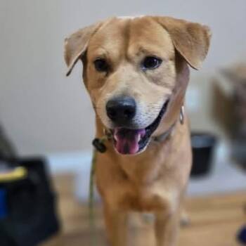 Sleepy -  Labrador Retriever Dog for Adoption in Williston, Vermont - Sleepy | PetCurious