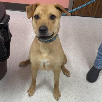 Labrador Retriever and Mixed Breed Dogs Available for Adoption - Smokey | PetCurious