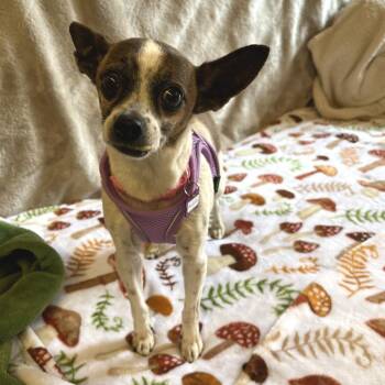 Fuchsia 14202 -  Chihuahua and Terrier Dog for Adoption in San Francisco, California - Fuchsia 14202 | PetCurious