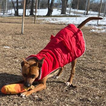 Mixed Breed Dogs Available for Adoption - Dwight | PetCurious