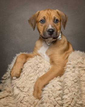 Mixed Breed Dogs Available for Adoption in Cullman, Alabama - Dodger | PetCurious