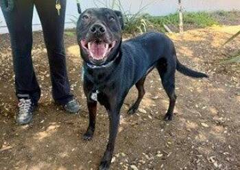 Jack -  Labrador Retriever Dog for Adoption in San Diego, California - Jack | PetCurious