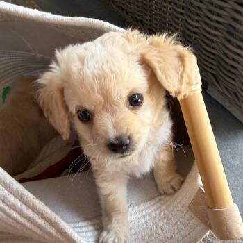Kelly -  Poodle and Dachshund Dog for Adoption in Escondido, California - Kelly | PetCurious