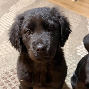 Retriever and Black Labrador Retriever Dogs Available for Adoption - Gizmo | PetCurious