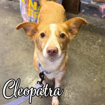 Cleopatra -  Mixed Breed Dog for Adoption in Hillsboro, Ohio - Cleopatra | PetCurious