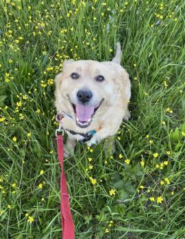 Mixed Breed Dogs Available for Adoption in Vancouver, Washington - Emily | PetCurious