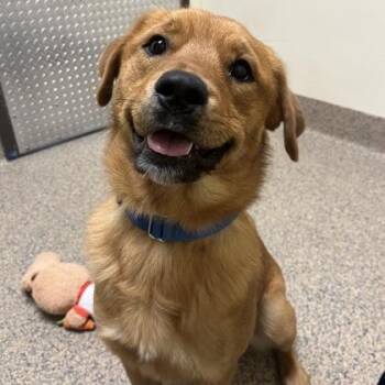 Mixed Breed Dogs Available for Adoption in Merriam, Kansas - Rusty | PetCurious