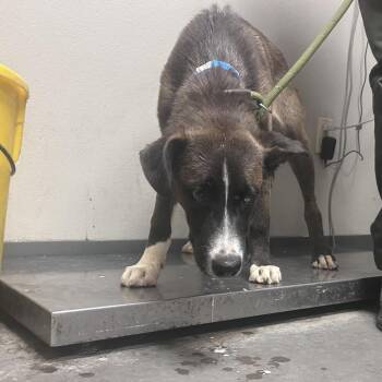 Jeronimo -  Mixed Breed Dog for Adoption in Yuma, Arizona - Jeronimo | PetCurious